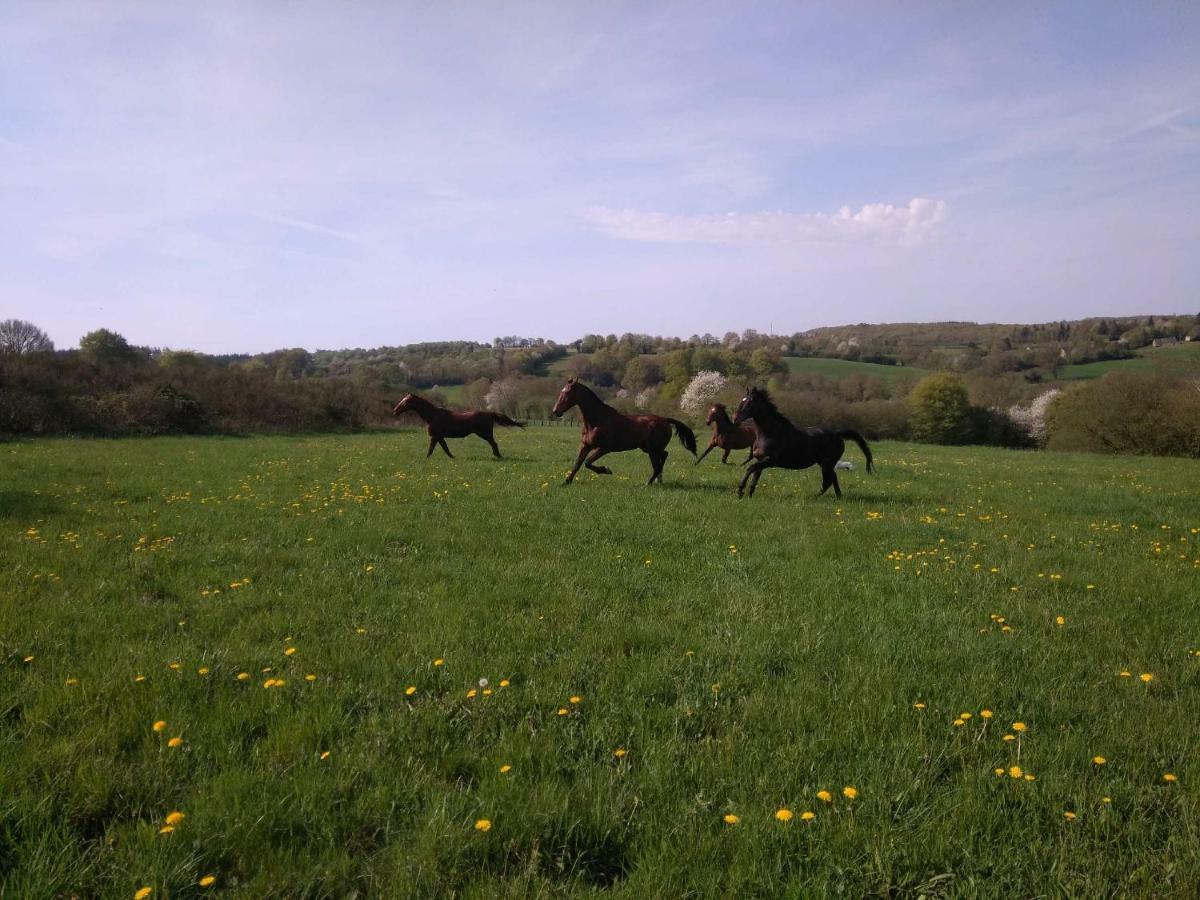 לינה וארוחת בוקר Saint-Sauveur-de-Carrouges Haras De La Croix D'Argent מראה חיצוני תמונה