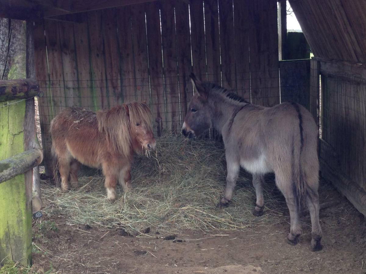 לינה וארוחת בוקר Saint-Sauveur-de-Carrouges Haras De La Croix D'Argent מראה חיצוני תמונה